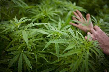 Em cumprimento a ação judicial, Anvisa permite prescrição e importação de produtos com Canabidiol e THC