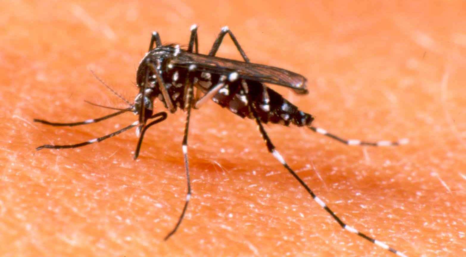 Dengue tipo 5 é descoberta após análise de amostras colhidas na Malásia